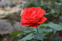 һ�俪�ò��õĺ�ɫ����