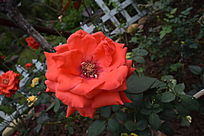 һ��ʢ���ĺ�ɫ����