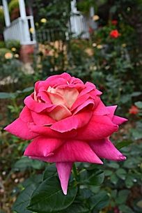 һ������ʢ�����¼���