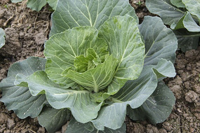 һ����ɫ���Ĳ�