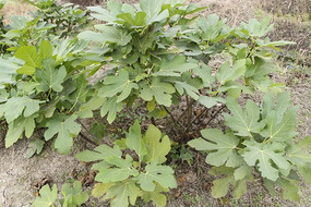 һ���޻�����