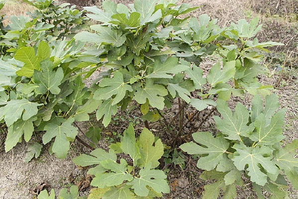 һ���޻�����