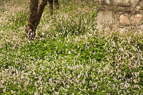 ��ɫ����