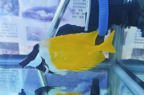 ��ɫ�ȴ���