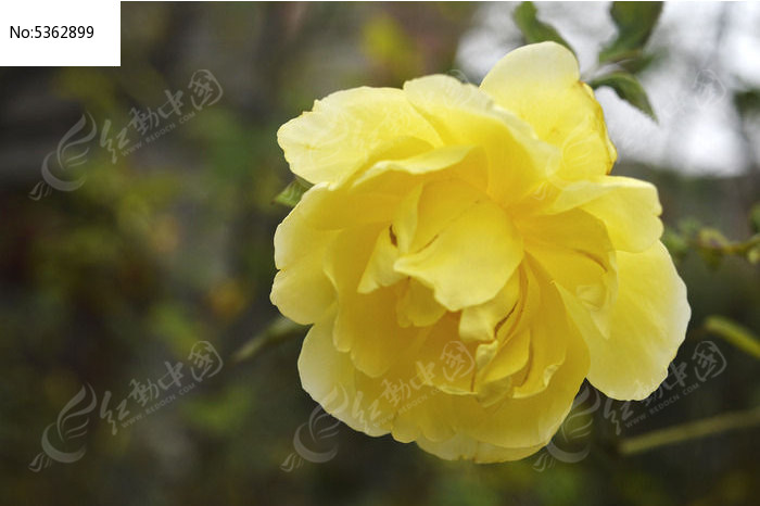 �ۻƵ��¼���ͼƬ