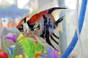 ɫ���������ȴ���