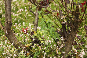 ��֦���ɫС��