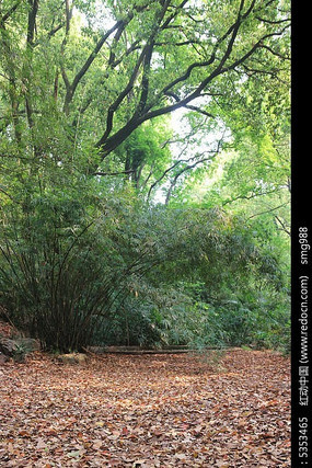 �人��ѧӣ԰�����Ҷ