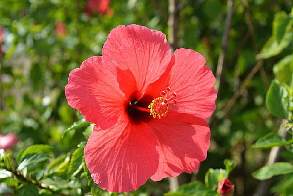 ���ɫ������誻�