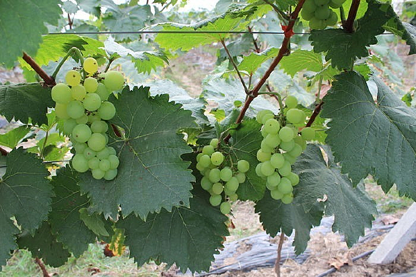 ��ժ������