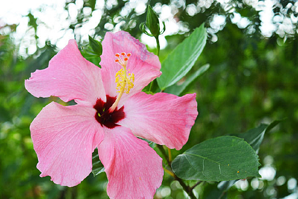 ��ɫ������誻�