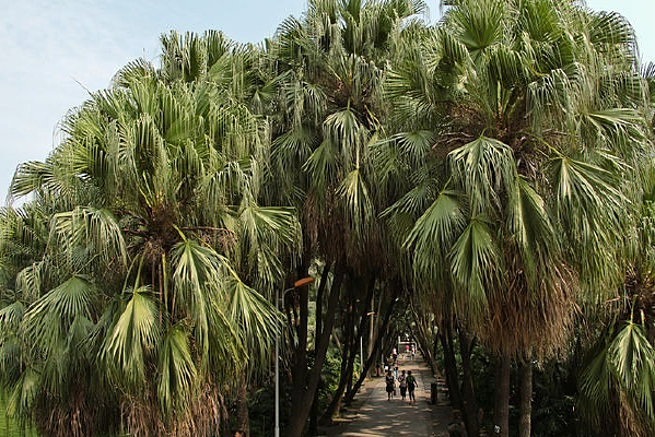 ������Ҭ����