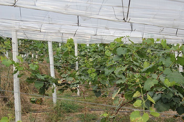 ����԰Զ��