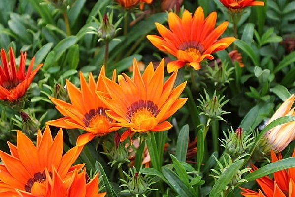 ʢ�������˾�