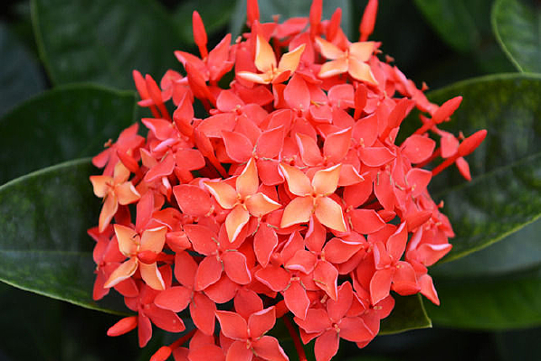 СҶ������