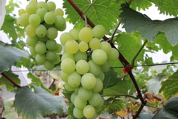 ��ժ������