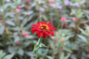 ������С��