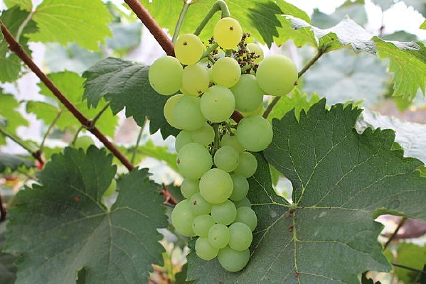 һ����������