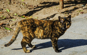 �ڻ�����С��è