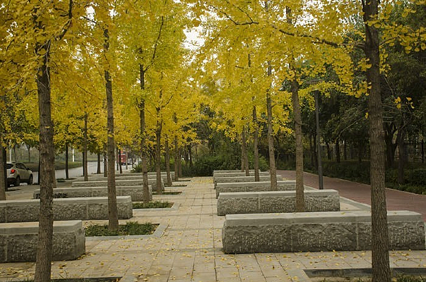 �������Ҷͼ