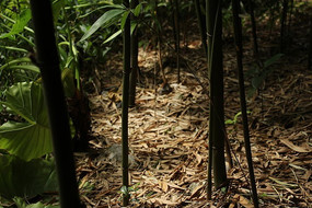 ��������Ҷ