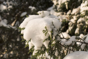 ��ѩ����������