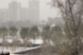 ���������е���ľ