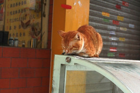 ˯���е�è��