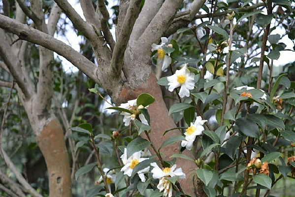 �ƻ���֦��Ҷ