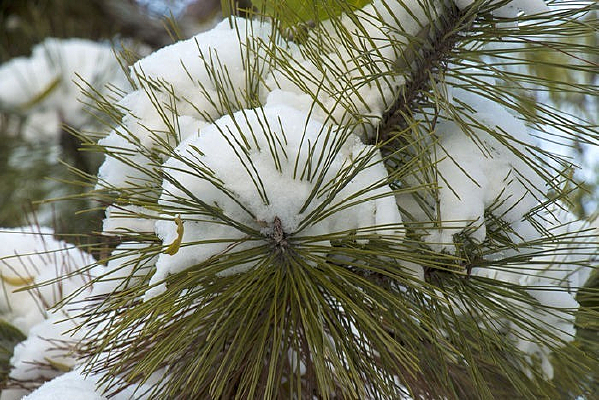 ѩ������