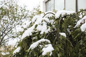 ѩ����צ��