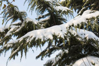 ѩ������