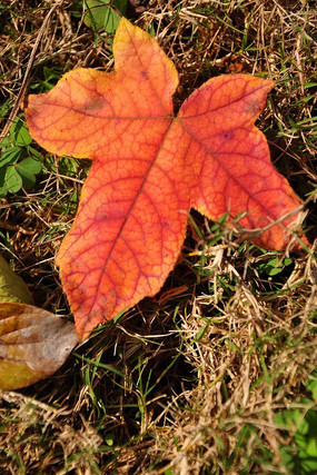 �ݵ��Ϻ�ɫ����Ҷ