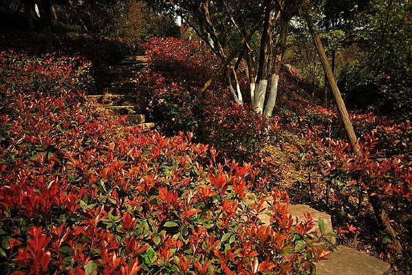 ��԰��ҶС��