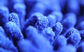 ��ɫ��άϸ��