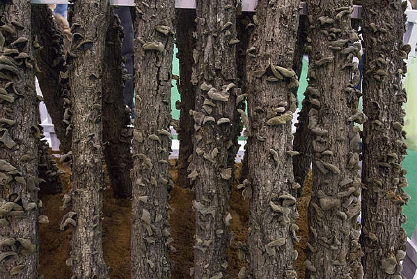 ľ������ֲ