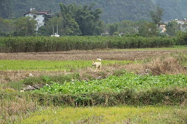 ���ߵ�Ұ��