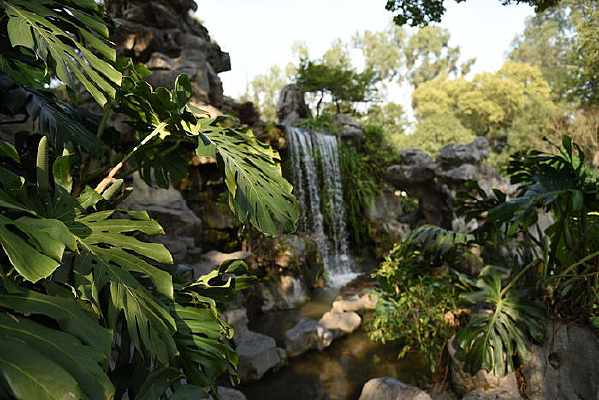 Ҷ���ϵ�����