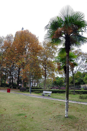 ��԰�������