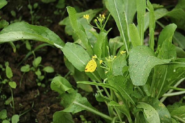 ������һ�������