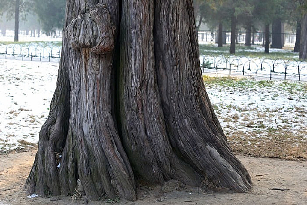 ��̳�Ĺ���