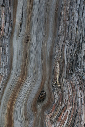 ��Ƥ����