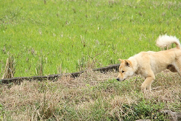 ���ߵĴ�ƹ�