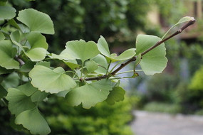 Ư��������