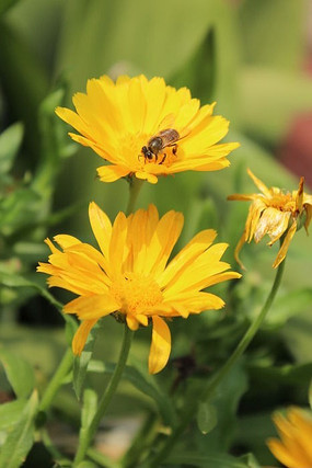 ���в���