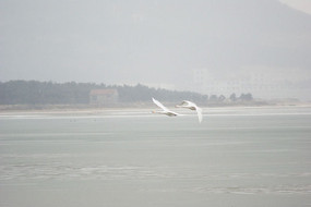 ѩ������