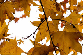 �＾����ͩҶ