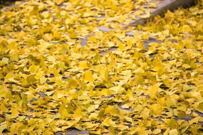 ������Ҷ