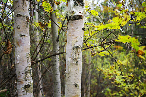 ������������д