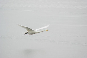 ��ѩ����